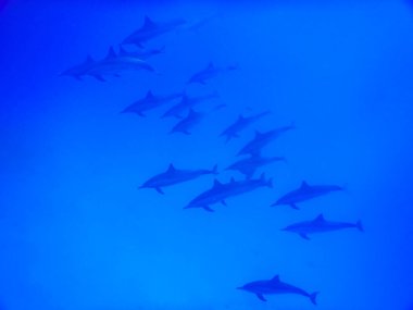 Mısırda dalarken derin mavi sularda yunus sürüsü