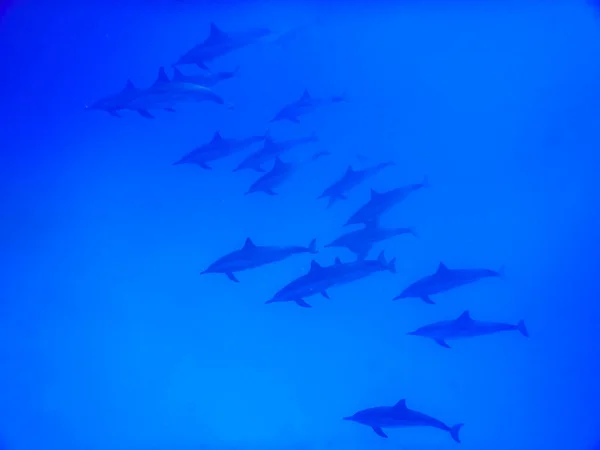 Delfinschule Tiefblauem Wasser Beim Tauchen Ägypten — Stockfoto