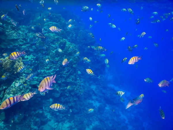 Enorme Escuela Coloridos Peces Sargento Indopazific Arrecife Coral Mar Rojo — Foto de Stock