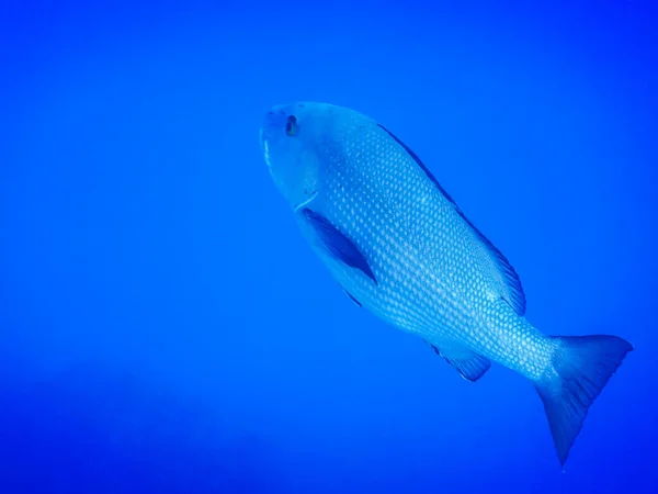 Meraviglioso Grande Pesce Dentice Comune Con Vista Verso Acqua Blu — Foto Stock