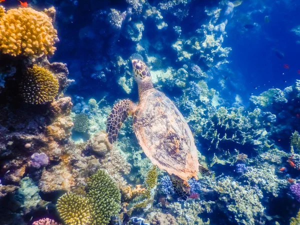 Junge Grüne Meeresschildkröte Schwimmt Die Oberfläche Ägypten Atmen — Stockfoto