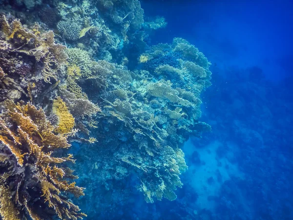 令人惊奇的珊瑚 在深蓝色的埃及海 — 图库照片