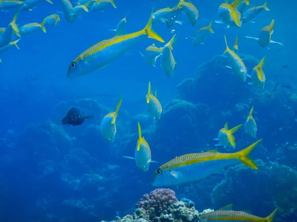Много Скумбрии Желтой Полосой Голубой Морской Воде Египте — стоковое фото