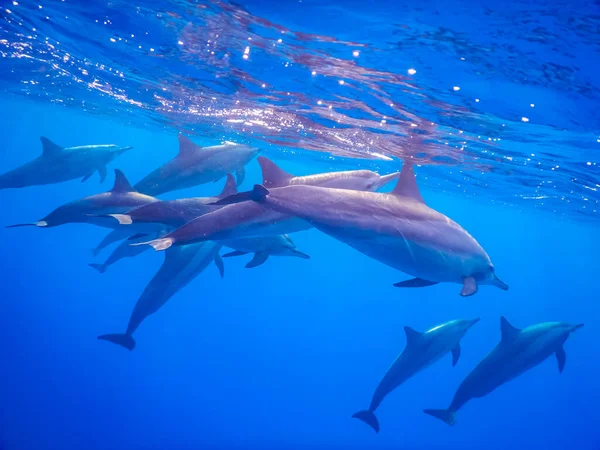 Много Дельфинов Дыхание Поверхности Чистой Голубой Воде Египта — стоковое фото