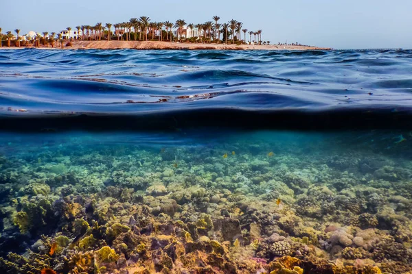 エジプトでダイビングをしながらサンゴ礁やヤシの木のある湾を眺めましょう — ストック写真