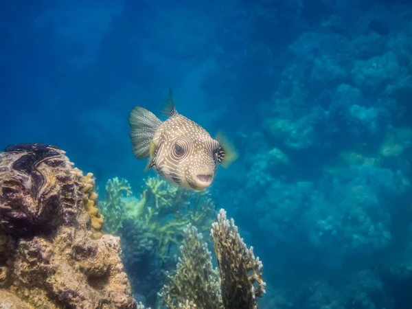 白斑河豚在清澈的水中游过珊瑚 呈埃及形 — 图库照片