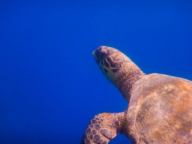 Tek yeşil deniz kaplumbağası. Derin mavi suda. Kızıl deniz portresinden.