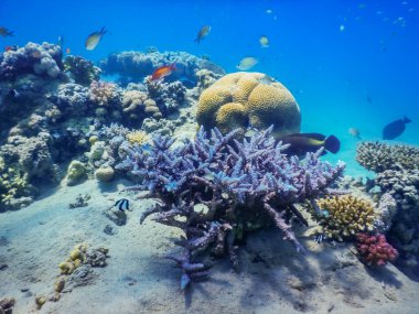 Mısır 'da tatilde olan kızıl denizdeki inanılmaz güzel mercanlar.
