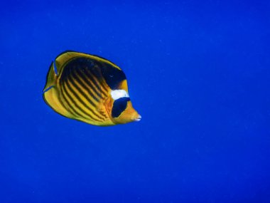 Tek tütün kelebeği balığı derin mavi su portresi görünümünde