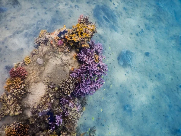 colorful coral reef with sandy ground in the sea while diving