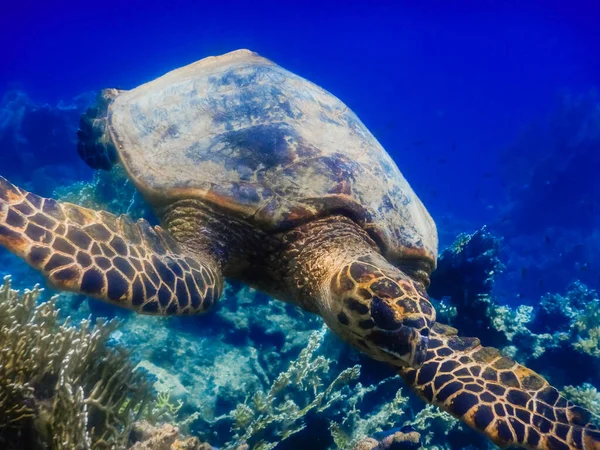 Tortuga Marina Verde Nadando Sobre Corales Aguas Azules Profundas Egipto —  Fotos de Stock