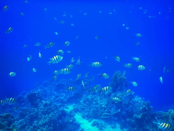 Mısır Şnorkelle Yüzerken Mavi Sularda Yüzen Binlerce Küçük Indopazific Çavuş — Stok fotoğraf