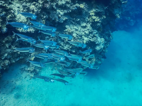 swarm of big mouth mackerel fishes in the red sea egypt
