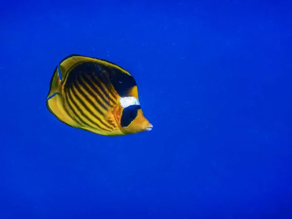 深蓝色水彩画中的单条烟草蝴蝶鱼 — 图库照片