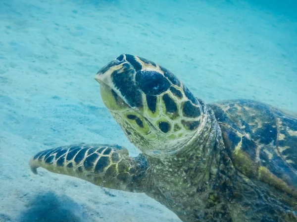 Tartaruga Hawksbill Perto Fundo Mar Enquanto Mergulhando Vista Perto — Fotografia de Stock