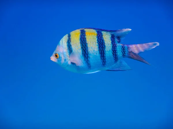 Enkele Indopazific Sergeant Vis Van Zijkant Diepblauw Zeewater — Stockfoto