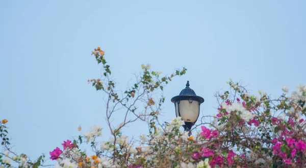 Lanterna Entre Flores Céu Azul Praia Egito — Fotografia de Stock