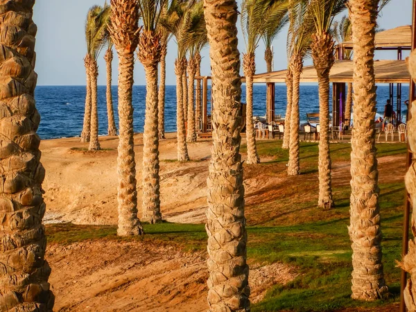 海滩上有许多棕榈树 蓝色的海呈埃及形 — 图库照片