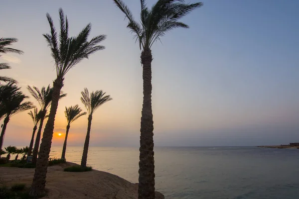 Sol Mellan Palmer Vid Havet Soluppgången Egypt — Stockfoto