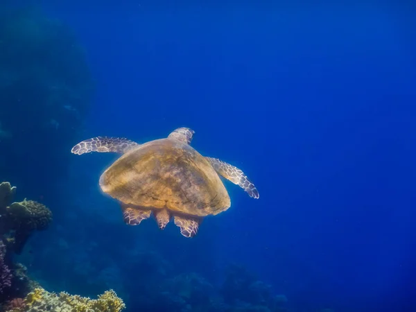 Einzelne Grüne Meeresschildkröte Schwebt Tiefblauem Wasser Blick Von Hinten — Stockfoto