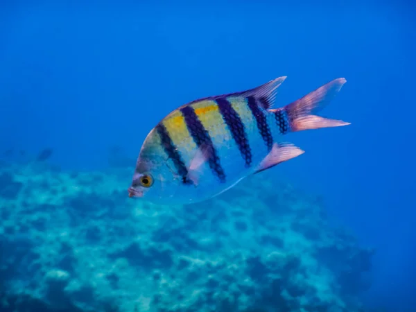 Одна Индопазитивная Рыба Сержант Изображает Вид Глубокой Синей Воде — стоковое фото