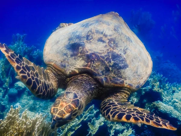 Green Sea Turtle Eats Corals Deep Blue Water Egypt — Stock Photo, Image