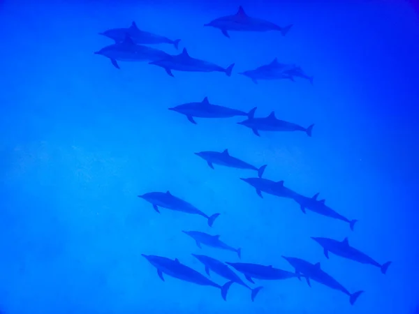 Unglaubliche Begegnung Mit Delfinen Beim Tauchen Ägyptischen Meer — Stockfoto
