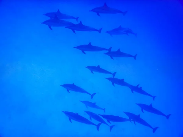 Incroyable Rencontre Avec Les Dauphins Tout Plongeant Dans Mer Egypte — Photo