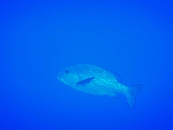 Einzelner Großer Dentex Fisch Blauem Wasser Aus Ägyptischer Seitenansicht — Stockfoto