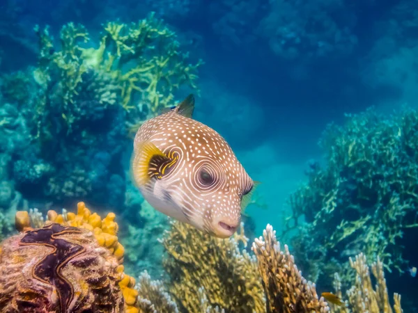 white spotted puffer fish over colorful corals front view while diving
