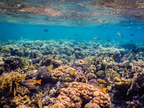Wunderschöne Bunte Korallen Und Fische Unter Der Oberfläche Beim Schnorcheln — Stockfoto