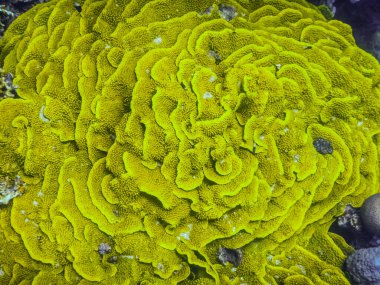 Kızıl Deniz 'de inanılmaz büyüklükte sarı bir mercan.