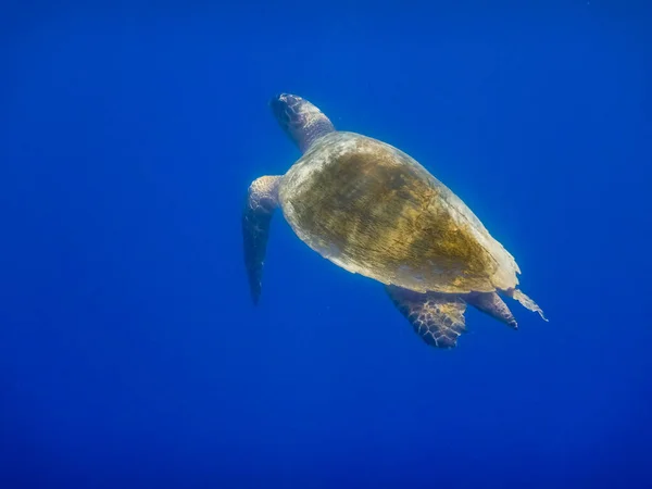 Tartaruga Marinha Verde Única Águas Azuis Profundas Enquanto Mergulha Egito — Fotografia de Stock