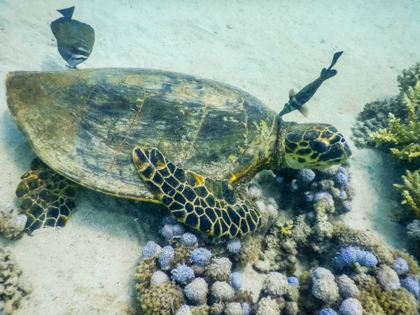 Falkenschildkröte Mit Fischen Über Bunten Korallen Roten Meer — Stockfoto