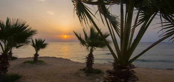 Staande Tussen Palmen Het Zandstrand Bij Zee Egypte Panorama Uitzicht — Stockfoto