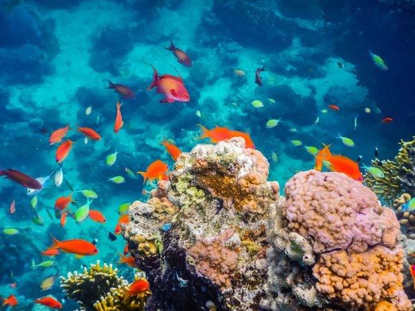 Csodálatos Színes Halak Korallok Vörös Tenger Nyaralás — Stock Fotó