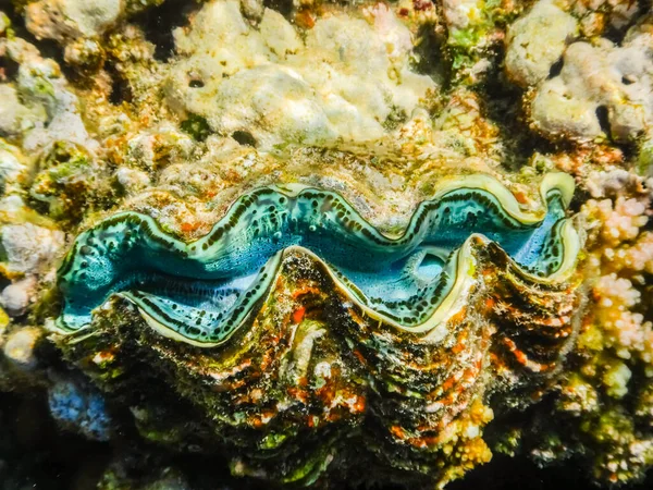 紅海のエジプトのサンゴ礁の素晴らしい巨大な貝は — ストック写真