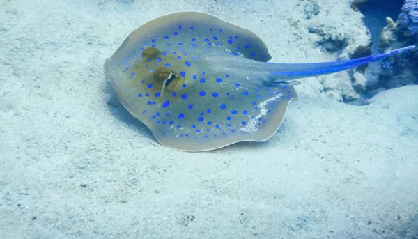 紅海のパノラマビューの海底近くに青い斑点のあるエイが泳いでいます — ストック写真