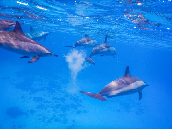 Muchos Delfines Nadan Mientras Bucean Mar Rojo Vacaciones —  Fotos de Stock