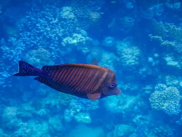 Einzelne Gestreifte Braune Fische Blauem Meerwasser Beim Tauchen Ägypten — Stockfoto