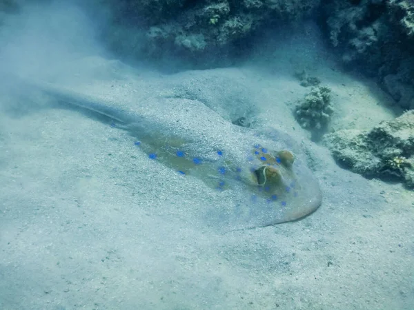 Macchia Blu Stingray Scavare Nella Sabbia Sul Fondo Del Mare — Foto Stock