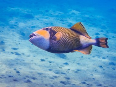 Mısır 'da kumlu deniz yatağının üzerinde büyük yeşil tetikleyici balık