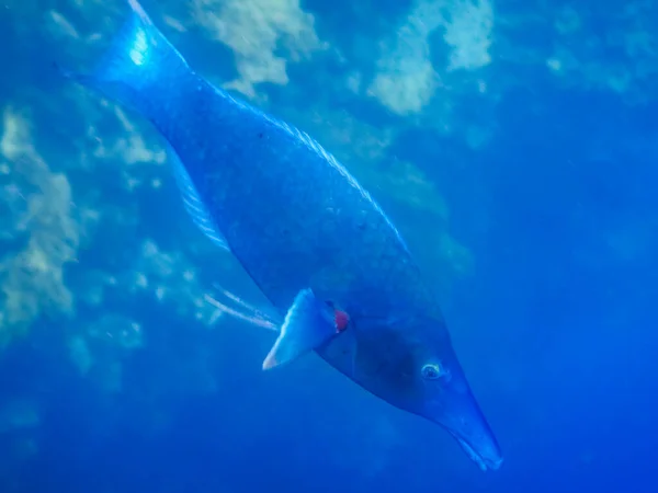 Зеленая Морская Усатая Рыба Голубой Воде Время Погружения Египет — стоковое фото