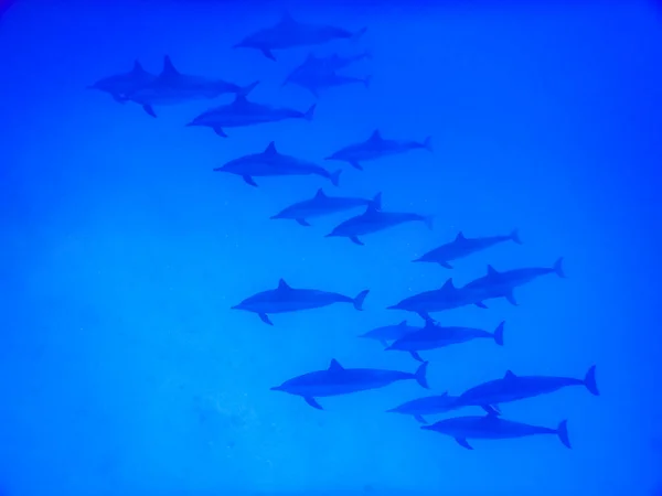 紅海の青い海に浮かぶイルカの群れは — ストック写真