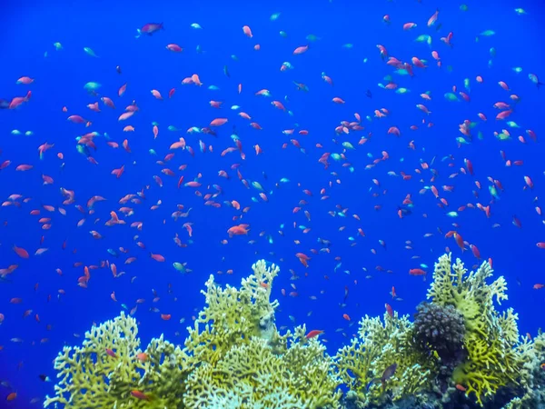 Thousand Different Colorful Fishes Corals Blue Sea Egypt Detail View — Stock Photo, Image