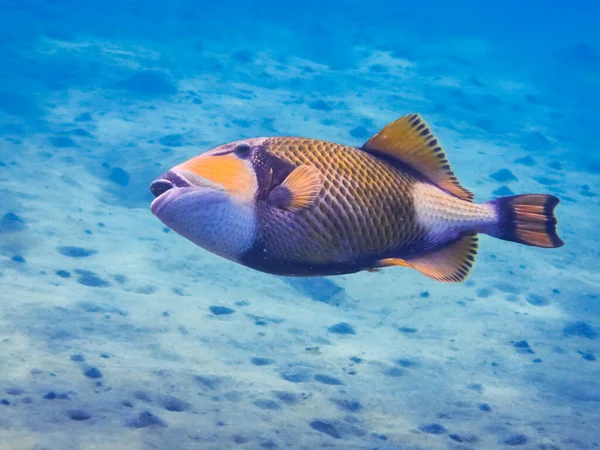 Large Green Triggerfish Sandy Seabed Egypt — Stock Photo, Image