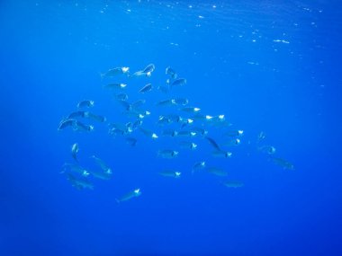 Hint uskumruları sürüsü Kızıl Deniz 'in mavi sularında yüzer.