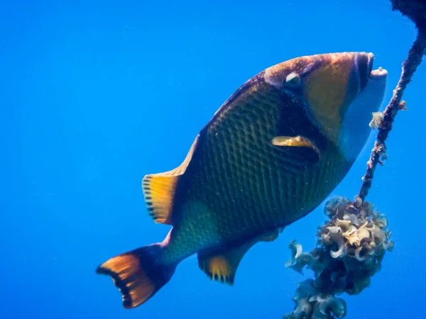 Enorme Pesce Balestra Verde Vicino Una Corda Una Boa Nel — Foto Stock