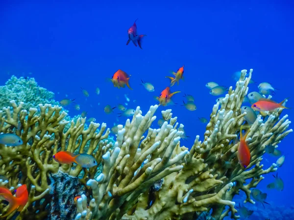 Wiele Małych Ryb Koralowce Głębokiej Niebieskiej Wodzie Podczas Nurkowania Egipcie — Zdjęcie stockowe