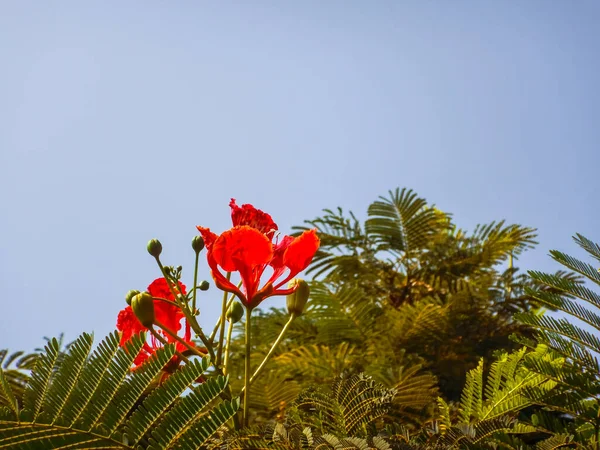 Flor Vermelha Uma Árvore Seda Com Céu Azul Egito — Fotografia de Stock